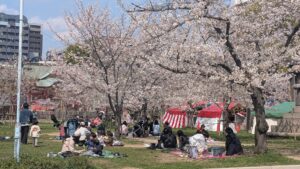 平和な桜見景色